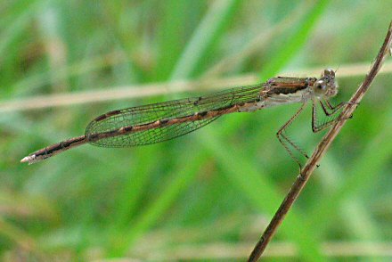 Leste brun (Sympecma fusca) femelle