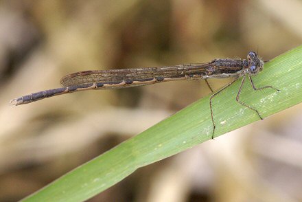 Leste brun (Sympecma fusca) mle