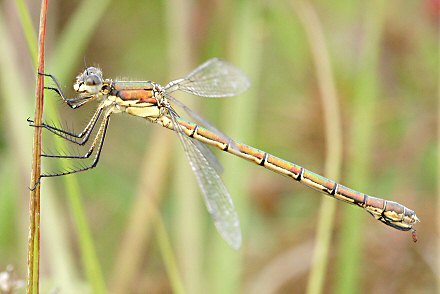 Leste dryade (Lestes dryas) femelle