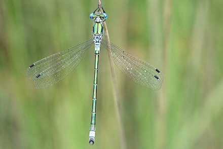 Leste dryade (Lestes dryas) mle