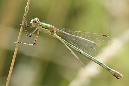 Leste fianc (Lestes sponsa) femelle