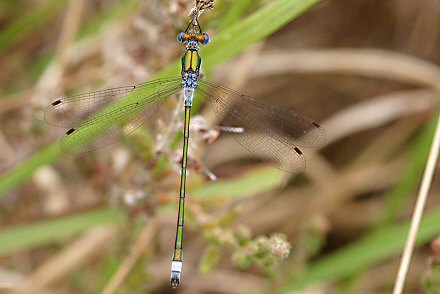 Leste fianc (Lestes sponsa) mle