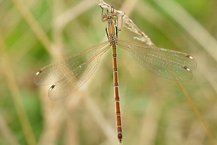 Leste sauvage (Lestes barbarus) femelle