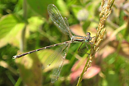 Leste sauvage (Lestes barbarus) mle