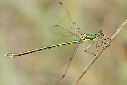 Leste verdoyant (Lestes virens) femelle