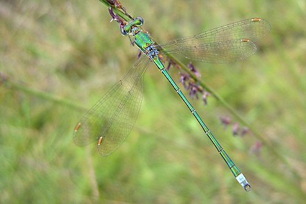 Leste verdoyant (Lestes virens) mle