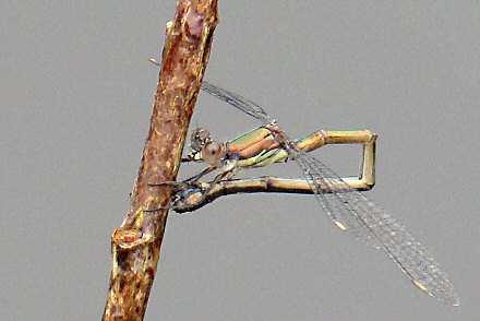 Leste vert (Lestes viridis) femelle