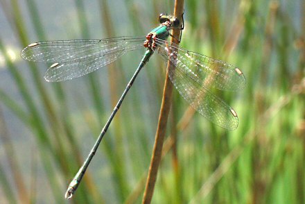 Leste vert (Lestes viridis) mle