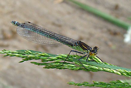 Naade aux yeux rouges (Erythromma najas) femelle