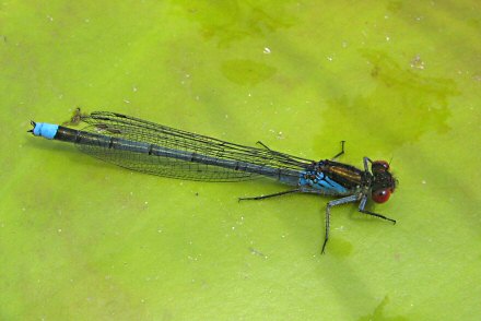 Naade aux yeux rouges (Erythromma najas) mle