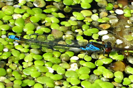 Naade au corps vert (Erythromma viridulum) mle