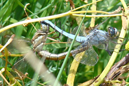 Orthtrum brun (Orthetrum brunneum) couple