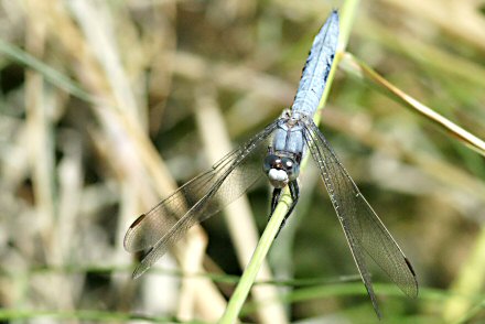 Orthtrum brun (Orthetrum brunneum) mle