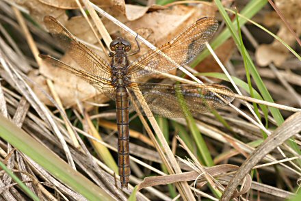 Orthtrum bleuissant (Orthetrum coerulescens) femelle