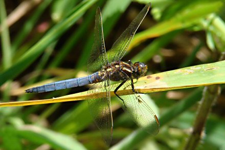 Orthtrum bleuissant (Orthetrum coerulescens) mle