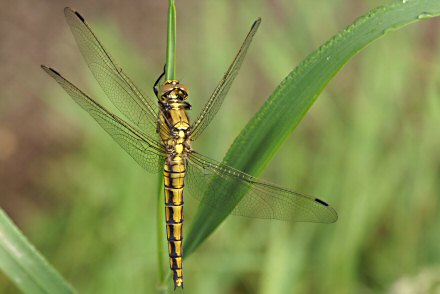 Orthtrum rticul (Orthetrum cancellatum) femelle