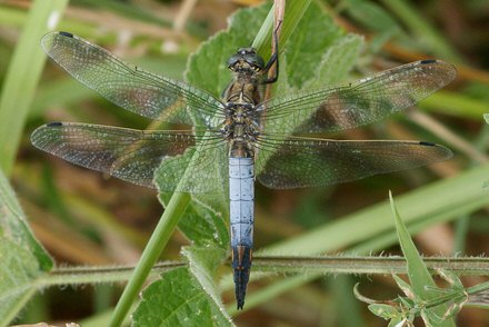 Orthtrum rticul (Orthetrum cancellatum) mle