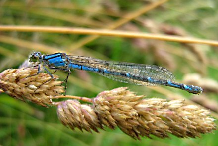 Agrion porte-coupe (Enallagma cyathigerum) femelle