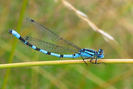 Agrion porte-coupe (Enallagma cyathigerum) mle