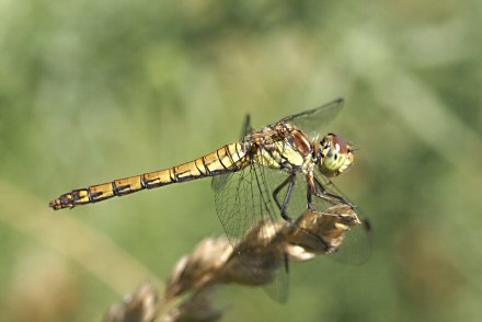 Symptrum fasci (Sympetrum striolatum) femelle