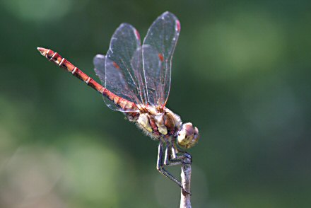 Symptrum fasci (Sympetrum striolatum) mle