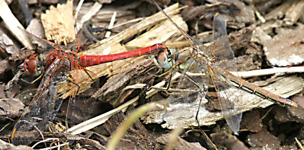 Symptrum de Fonscolombe (Sympetrum fonscolombii) couple