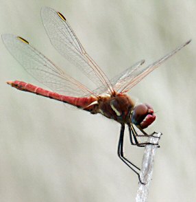 Symptrum de Fonscolombe (Sympetrum fonscolombii) mle