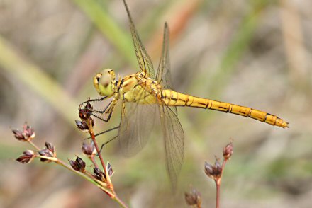 Symptrum mridional (Sympetrum meridionale) femelle