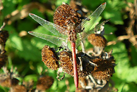 Symptrum mridional (Sympetrum meridionale) mle