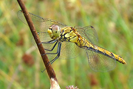 Symptrum rouge sang (Sympetrum sanguineum) femelle