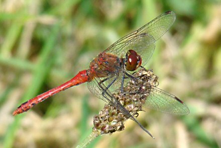 Symptrum rouge sang (Sympetrum sanguineum) mle