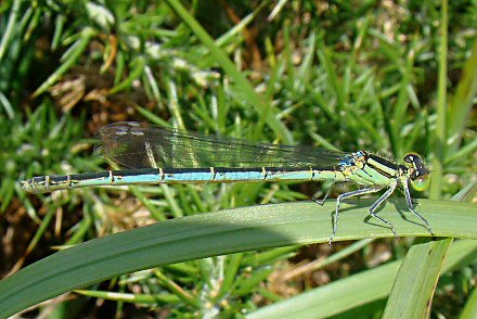 Agrion de Vander Linden (Erythromma lindenii) femelle