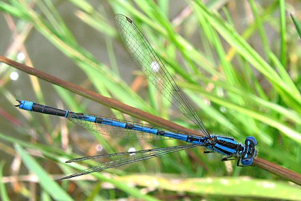 Agrion de Vander Linden (Erythromma lindenii) mle