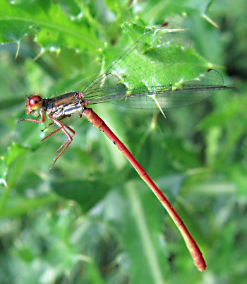 dur,dur, les piquantaces!... foi d'agrion dlicat