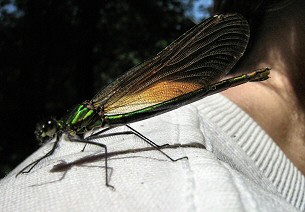 calopteryx femelle