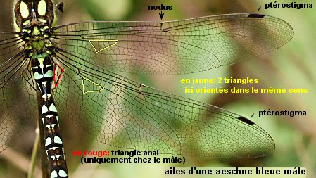 aile d'un anisoptère: l'aeschne bleue mâle