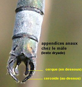 appendices anaux des mles (ici leste dryade)