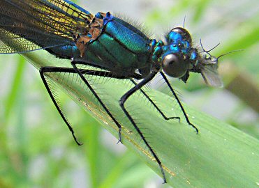 caloptryx vierge : dgustation d'insecte