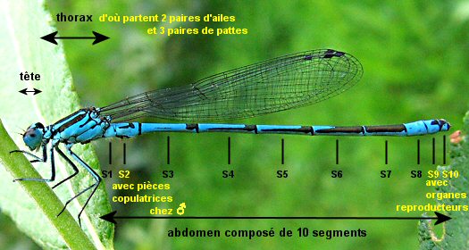 morphologie d'un zygoptre, ici agrion jouvencelle