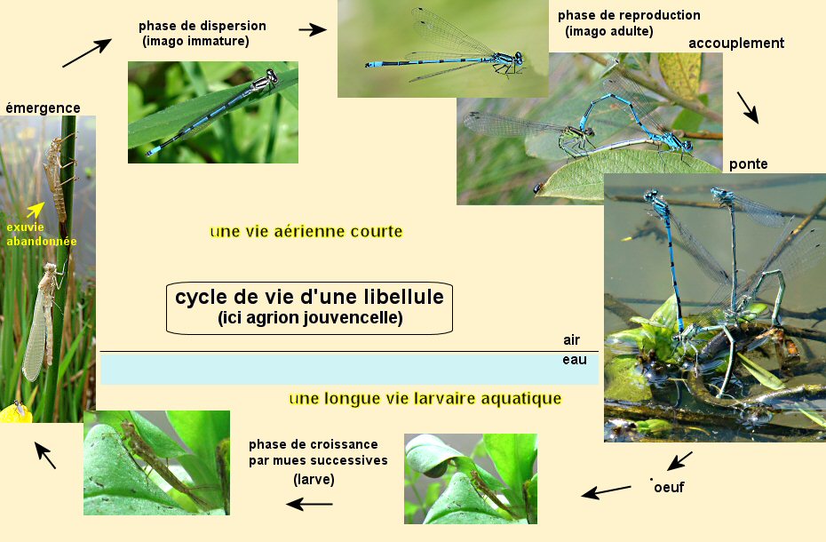 cycle de l'agrion jouvencelle