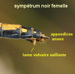 extrmit abdominale avec lame vulvaire saillante chez le symptrum noir femelle