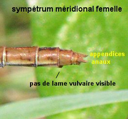 extrmit abdominale avec lame vulvaire non visible chez le symptrum mridional femelle