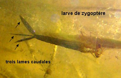 larve de zygoptère