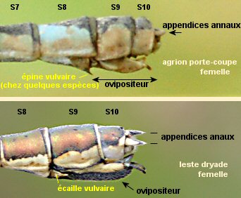 extrmit abdominale des zygoptres