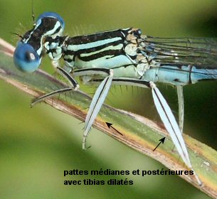 tibias dilats chez l'agrion  larges pattes mle