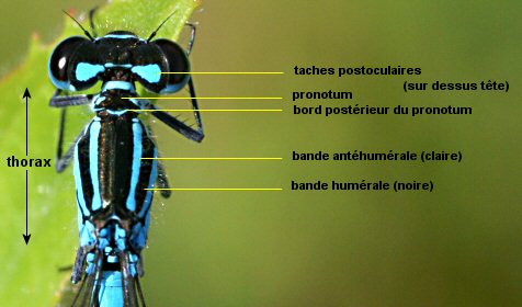 tte et thorax chez un agrion jouvencelle