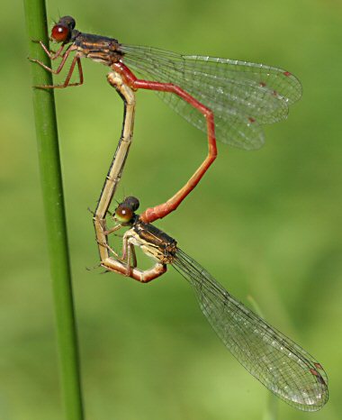 agrion delicat (ceriagrion tenellum)