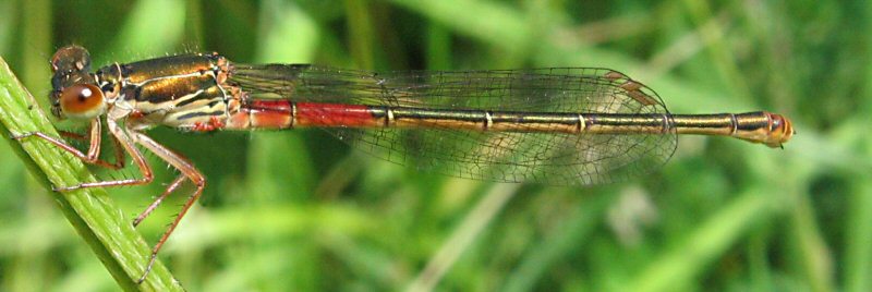 agrion delicat (ceriagrion tenellum)