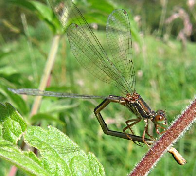 agrion delicat(ceriagrion tenellum)