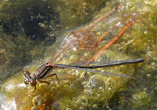 agrion dlicat femelle